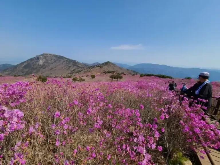 한라산 진달래 명소와 추천 탐방 코스
