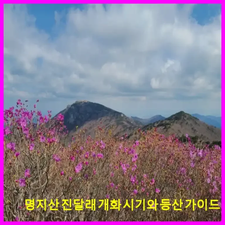 명지산 진달래 개화 시기와 등산 가이드